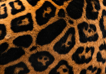 Close up of jaguar or panther skin pattern © Kozma