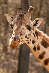 Close up Giraffe portrait in the zoo
