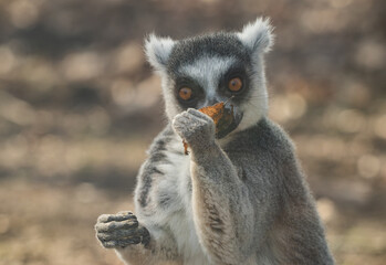 Lemur Katta - Ring-tailed Lemur in zoological garden