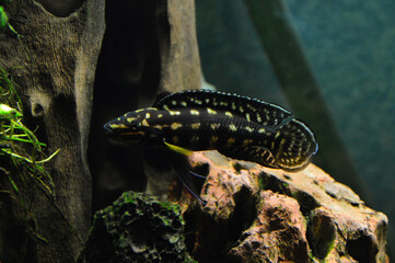 Beautiful African fish. Julidochromis marlieri fish is a species of cichlid endemic to Lake Tanganyika in Africa.