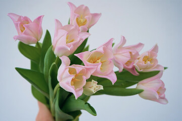 Naklejka na ściany i meble bouquet of pink flowers tulips women’s day holiday