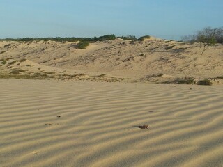 Beach in northeast Brazil with coconut trees and sand, sand dunes, Beach in the Brazilian desert
