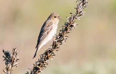 female house sparrow passer domesticus