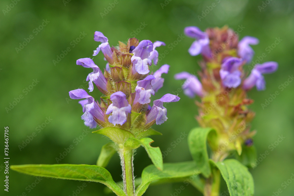 Poster Prunella vulgaris grows in nature in summer