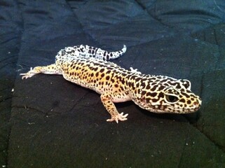 ヒョウモントカゲモドキ