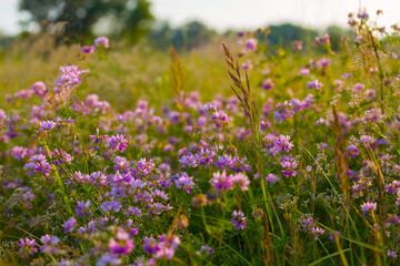 summer forest glade with wild flowers at the sunset