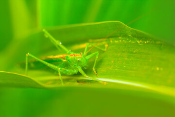 closeup green grasshopper sit on a leaf