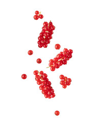 Fresh red currant berries falling flying isolated on white background.