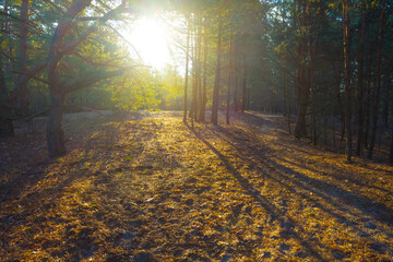 forest glade in light of sparkle sun