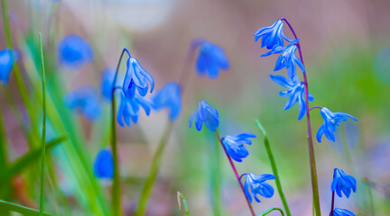 closeup  blue snowdrop Scilla flowers in a forest,  beautiful spring outdoor background