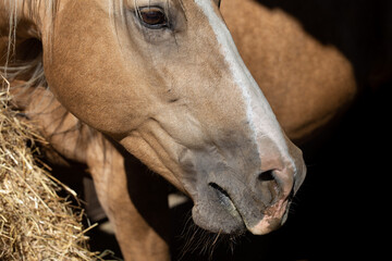 Horse has a runny nose, allergy to dust from hay in the stable
​