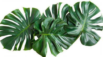 Large green monstera leaves on isolated white background