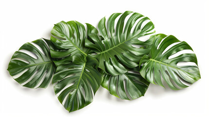 Large green monstera leaves on isolated background