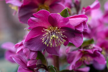 close up of a pink and purple flower