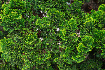 fresh green tuja branches. Natural green background  - obrazy, fototapety, plakaty