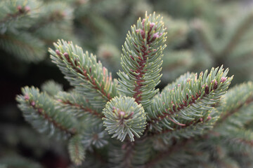 close up of pine needles