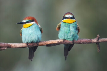 angry birds sit on a branch and look at the camera