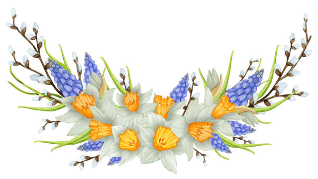 Composition of spring flowers. Daffodils, muscari, willow. Watercolor botanical illustration. Easter, Birthday, Mother's Day, Women's Day, wedding, spring. Design for invitation, greeting card, etc.
