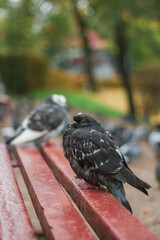 A rock dove is perching on a red wooden bench in the park