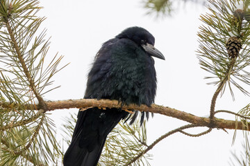 A rook sits on the pine branch, looks towards the camera lens, and rests on a cold winter day. Close-up portrait of a rook on a branch of a pine tree. 
