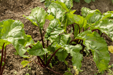 Young, sprouted beet growing in open ground flat bed into the garden. Growing vegetables at home.
