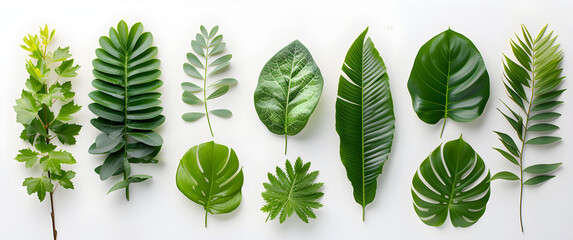 Tropical green leaves isolated on white background, perfect for botanical and nature-themed designs.