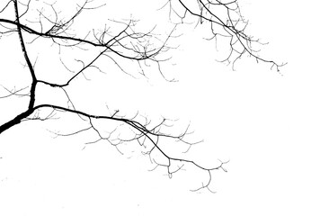 Filigree branches against white background in black and white, art