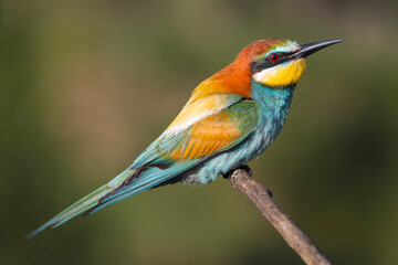 beautiful colorful bird, bee-eater sitting on a branch