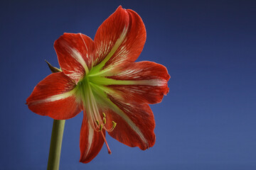 close-up of hippeastrum flower blooming