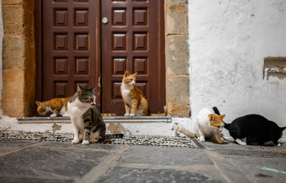 Group of homeless cats in the city.