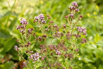 Close up view of pinc and lilac flowerheads of blooming oregano, origanum vulgare. Selected focus, blurred background.