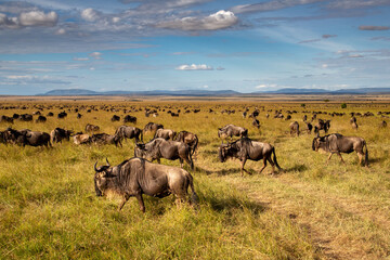 A herd of wildebeest grazing in the vast African savannah