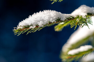 Close-up of snow on a fir branch