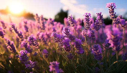 Foto op Canvas lavender field close up.  © Juli Puli