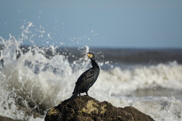 cormorant (Phalacrocorax carbro) with stormy seas in background