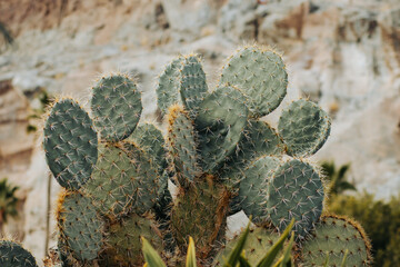 Kaktus na tle skały