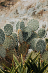 Kaktus na tle skały