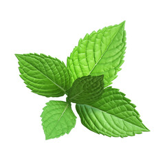 Fresh mint leaves isolated on transparent or white background, png