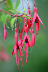Pink and purple fuchsia flower in close up