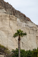 Wysoka palma na tle góry