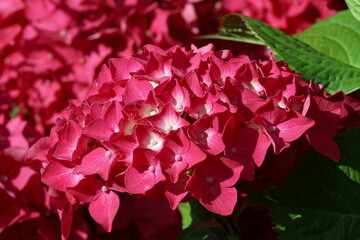 Pink mophead Hydrangea flowers in close up
