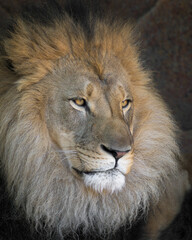 Adult male African lion (Panthera leo) closeup headshot against dark background