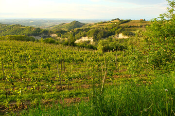 Fototapeta na wymiar Vigneti sulle colline di Rocchetta Palafea in provincia di Asti, Piemonte, Italia.