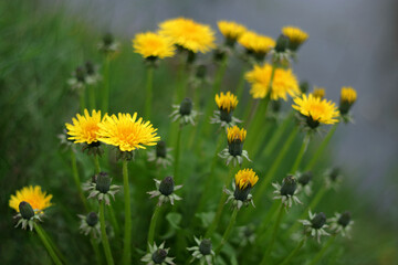 yellow dandelions in the grass