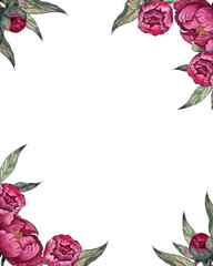 Frame peony isolated on white background. Watercolor hand drawn botanical illustration. Art for design