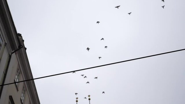 A flock of birds in the sky over Prague, Czech Republic.