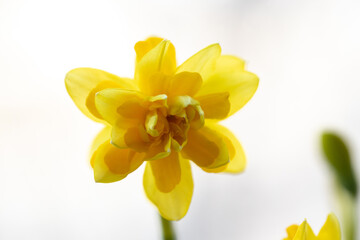 Beautiful Spring banner with fresh yellow daffodil flowers grow in pot on windowsill