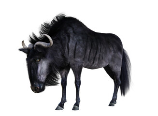 Blue wildebeest, Connochaetes taurinus, also known as antelope gnu, seen from the side, standing, on isolated background. 3D illustration. 