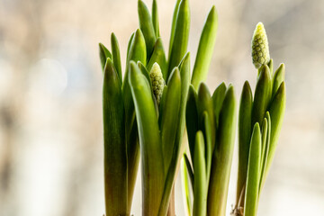 Snowdrop flowers in pot on the windowsill 