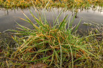 Nature in color cold winter without snow in Ceske Budejovice